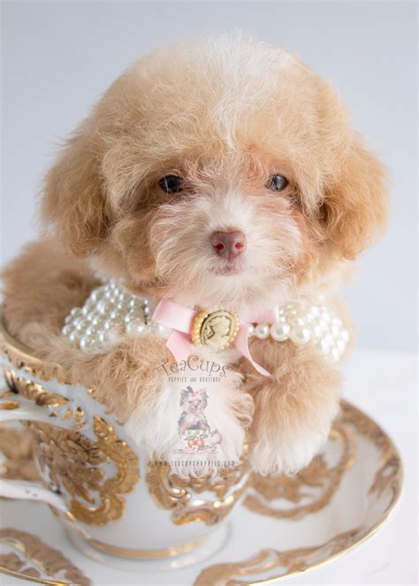 Apricot teacup poodle. Other parti-color combinations include white-and-gray, white-and-apricot, white-and-silver, and white-and-brown. Rarer color combinations include blue-and-white and red-and-white. Red, especially, is one of the newest colors in the breed, so producing them for either a one-colored Poodle or a parti Poodle has been elusive. White and Cream Parti ... 