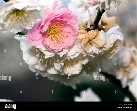 🍆 [CLIP] Apricot_Alba Leaked