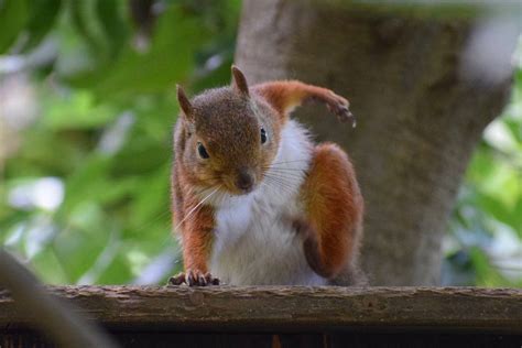 Apropos of nothing, have some pictures of squirrels …