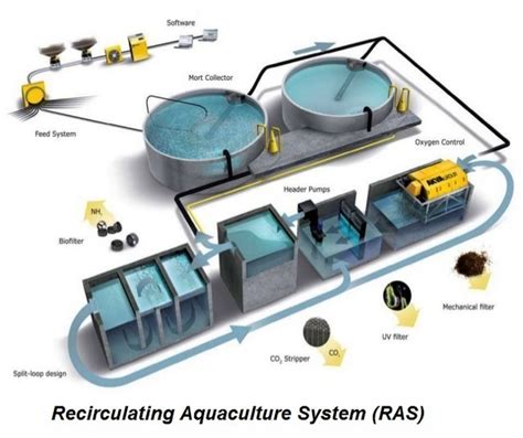 Aquaculture System Ras Technology And Value Adding