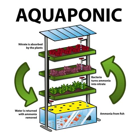 Aquaponics: What It Is, How It Works, and Why