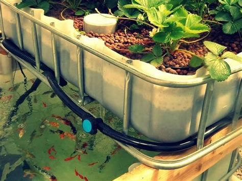 Aquaponics the ultimate guide to mastering aquaponics for beginners in 45 minutes or less aquaponics aquaponic. - Food beverage service training manual with 225 sop.