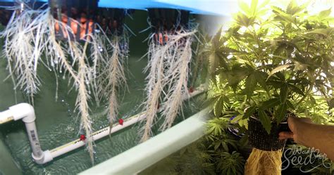 Aquaponics weed. Wednesday June 12, 2019 By Abby Hutmacher Cultivation Helpful Guide Marijuana Tips Growing Growing What if we told you that there’s a way to grow cannabis and provide organic nutrients to your plants directly from their source while giving some home-grown pets a healthy, happy environment in which to thrive? 