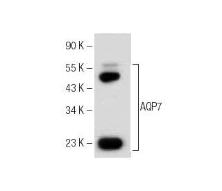 Aquaporin 7/AQP7 Antibody (D-12) SCBT - Santa Cruz …