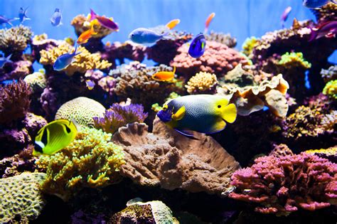 Aquarems. How to Set Up an Aquarium CO2 System the Easy Way. When it comes to planted tanks, we always encourage beginners to start with easy, slow-growing plants that only need low lighting and an all-in-one fertilizer. 