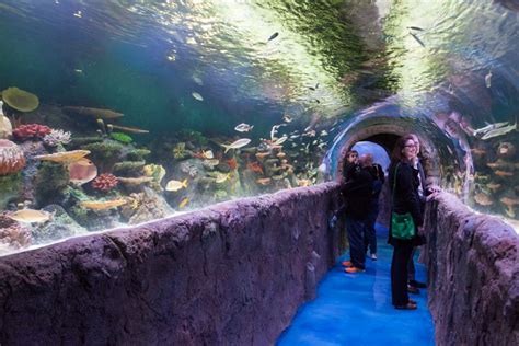 Our goal is to help you achieve success with the fascinating hobbies of aquarium and pond keeping. ... NY 12047 | (518) 783-3474. Store hours: Tues-Thursday 11am-6pm .... 
