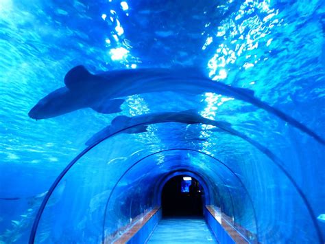 Aquarium at niagara falls. Don’t look up, there is so much more to discover below the surface! 288 Bremner Boulevard. Toronto, Ontario M5V 3L9. 9:00 a.m. - 11:00 p.m. (647) 351-3474. 
