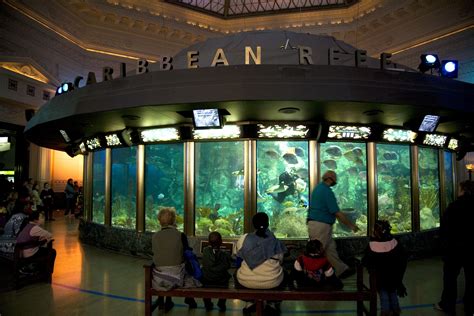 Aquarium chicago il. Dive in to learn more about Shedd Aquarium―the animals, the people and the place. ... Shedd Aquarium 1200 S. DuSable Lake Shore Drive Chicago, IL 60605 312-939-2438. 