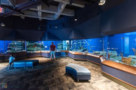 Aquarium in charleston sc. 100 Aquarium Wharf. SC 29401 Charleston. South Carolina. United States. View on map. +1 843-577-3474. Website. 