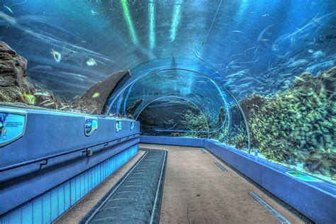 Aquarium in georgia. 