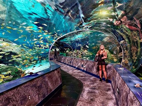 Aquarium in tennessee. Tennessee aquarium chattanooga is the largest freshwater aquarium of the world which houses more than 9000 creatures. Public chattanooga aquariumlocatedon the banks of the Tennessee River in Chattanooga. … 
