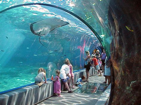 Aquarium maui. Things To Know About Aquarium maui. 