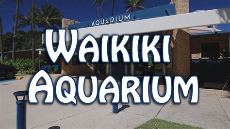Aquarium oahu. Program Times: Daily at 10:30 a.m., 12:00 p.m. and 2:30 p.m. (based on availability) SAVE $13.00 IF YOU BOOK 14 DAYS IN ADVANCE. There is no better place to go swimming with sharks on Oahu than at Sea Life Park! Using a flotation vest, snorkel, and mask, observe whitetip reef sharks and interact with adorable Hawaiian reef fish. 