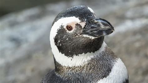 Aquarium of the Pacific mourns death of 'Fisher' the Magellanic penguin