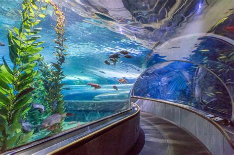 Aquarium of the bay. The Aquarium of the Bay is home to more than 20,000 marine animals including sleek sharks and rays, secretive octopus, hypnotic jellyfish, and many more. 