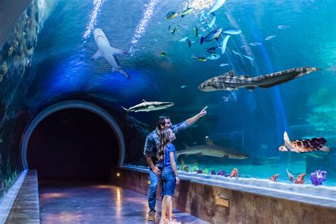 Aquarium salt lake city. Want to save even more? We offer $5 Off Family Night every Monday from 4:00 p.m. to 8:00 p.m. when each admission ticket is $5 off the regular price. 