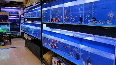  Aquarium & Stands. The Aqua-Dome offers Aqueon aquariums 2 1/2G to 125G in stock and generally the appropriate sized stands. Larger Aqueon aquariums sizes 150G, 180G, 210G, Bowfront, Hexagon, as well as Reef-Ready aquariums are available and usually can be on hand within a few days. We are a Red Sea Authorized S,E, and Reefer Dealer. . 