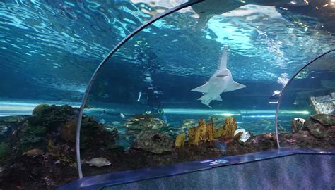 Aquarium tennessee. The Tennessee Aquarium is a non-profit public aquarium located in Chattanooga, Tennessee, United States. It opened in 1992 on the banks of the Tennessee Rive... 