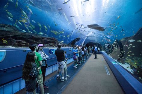 Aquarium to visit. Book Tickets Book early online and save. Plan Your Visit Important information before you visit. Feeds & Talks Encounter incredible animals up close. Suitable for all ages. Meet over 20,000 marine animals. Enjoy quick entry with the … 