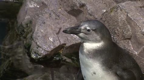 Aquarium welcomes Bray, a recently hatched endangered African penguin