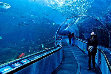 Aquariums in southern california. Check out upcoming events. San Pedro, California Cabrillo Marine Aquarium is a public aquarium which engages all visitors in education, recreation and research to promote knowledge, appreciation and … 