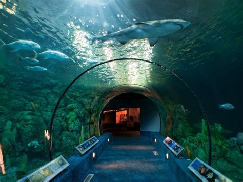 Aquariums in texas. The Dallas World Aquarium is open daily (except Thanksgiving and Christmas Day) starting at 8:30 a.m. Admission starts at $18.95 for children ages three to 12 and $26.95 for adults. With a … 