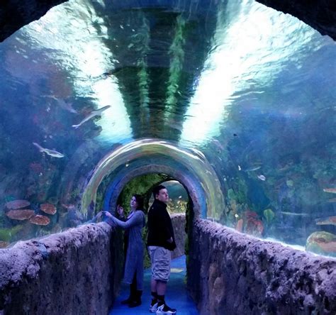 Aquariums schenectady ny. Things To Know About Aquariums schenectady ny. 