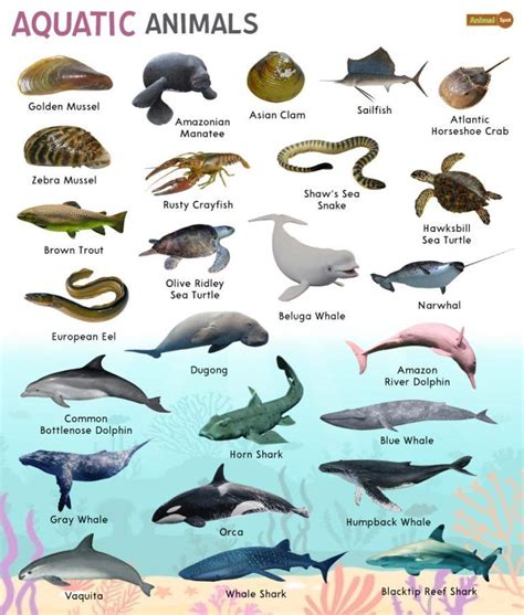 Aquariums sea creatures ___ land animals. scales. sea anemone. starfish. clam. killer whale. flipper. shark fin. blowhole. Explore the English vocabulary of Sea Animals in this sound integrated guide. 