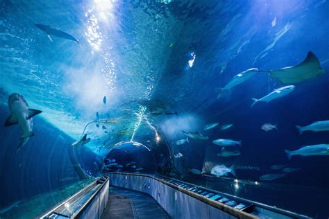 Aquariums to visit. Chrome: If the thumbnails for your favorite sites on Chrome's 