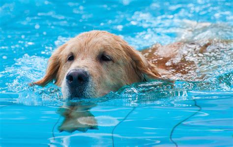 Aquatic dog. Labrador || dog is drinking water || #dog #animals #labrador #pets 