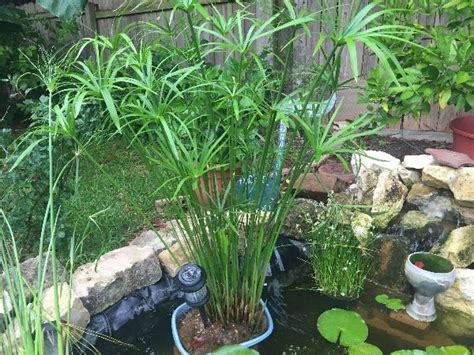 Aquatic plants for sale. Things To Know About Aquatic plants for sale. 