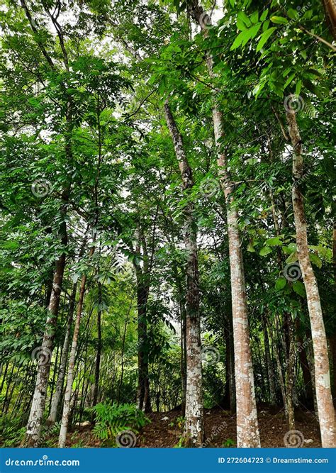 Aquilaria_ Onlyfans Leak [SEX VIDEO] 💦 197 Videos