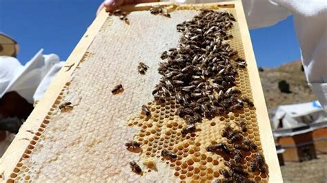 Arı ölümleri artınca nedeni araştırıldı yalancı bahar arıları vurdu