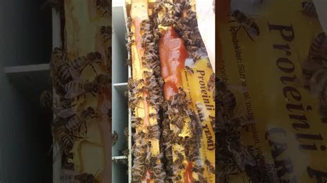 Arı besleme videoları