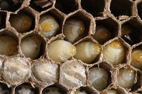 Arı larvası faydaları