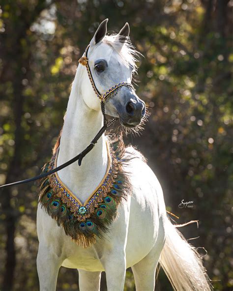 Arabian Horse Database - Facebook