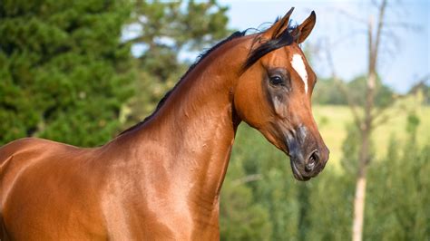 Arabian youngporn pic. .  ...