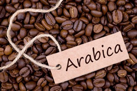 Arabica - Arabica coffee is grown at a higher altitude than robusta, usually between 1800 to 6300 feet above sea level. 3. Arabica contains around 60% more lipids than robusta. Lipids are the oils, waxes, fats, hormones, and specific vitamins within the beans. 4. Arabica coffee is self-pollinating; robusta requires cross-pollination by insects or wind. 5.