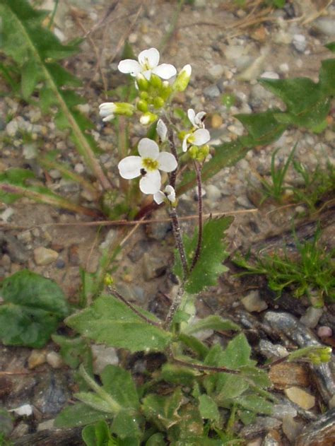 Arabis alpina - Wikipedia