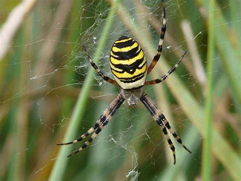 Araignée jaune france