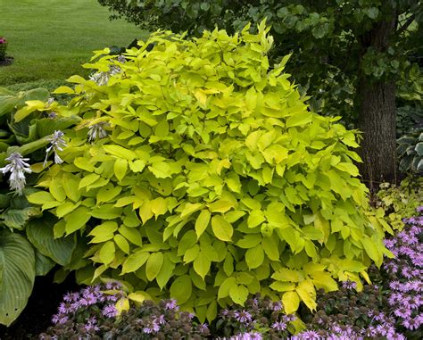 Aralia, Golden Aralia, Japanese Spikenard