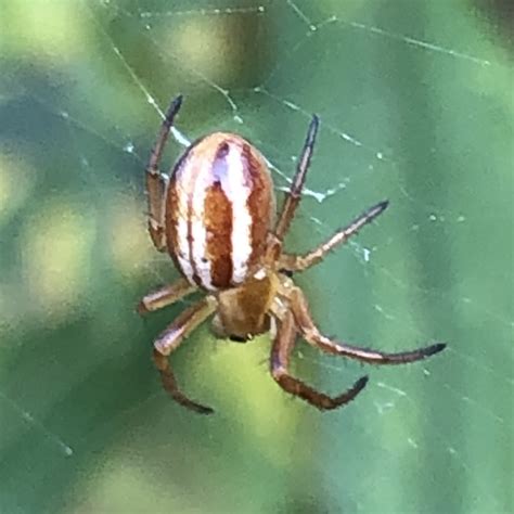 Araneus juniperi (Emerton, 1884) - GBIF