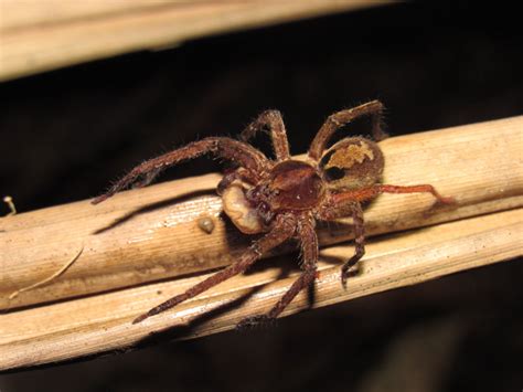 Aranhas. Características das aranhas, animais curiosos - Escola Kids