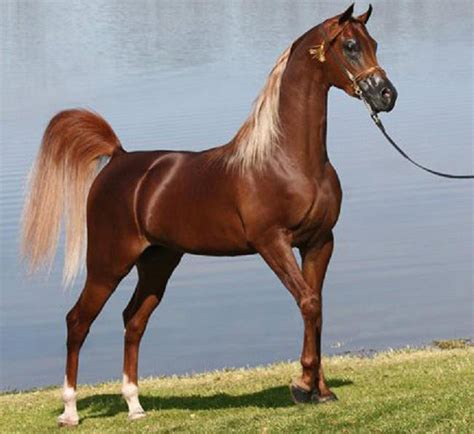 Arap atı