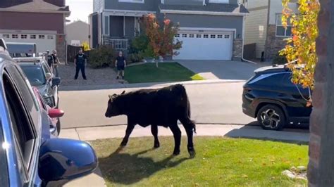 Arapahoe County deputies wrangle runaway cow 'trick-or-treating' in neighborhood