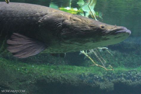 Arapaima gigas - potamotrygons jimdo page!