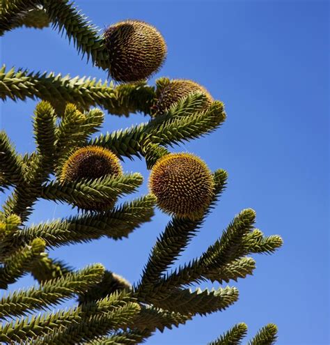 Araucaria araucana, Andentanne - Gartenpflanzen Daepp