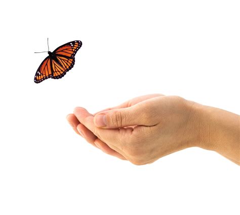 Arbitrage Secrets: How to Create ‘Free’ Butterfly Spreads