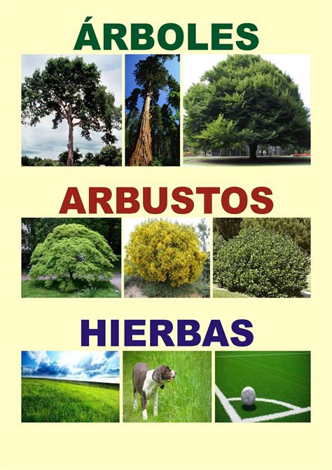 Arboles y arbustos de los andes del ecuador. - Regulation of securities markets and transactions a guide to the new environment.