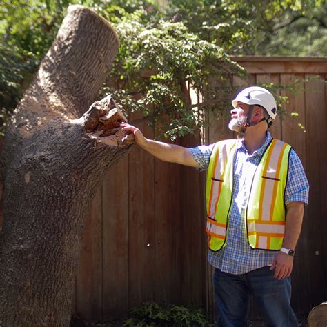 Arborist langley.  All of our tree services actually undergo a rigorous 50-Poi...